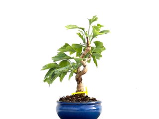 Bonsái Ginkgo Biloba 0162