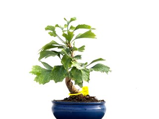Bonsái Ginkgo Biloba 0162