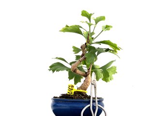 Bonsái Ginkgo Biloba 0162