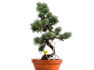 Pinus Pentaphylla 0161 Bonsái