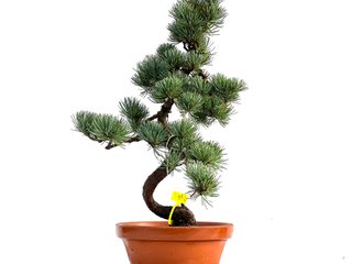 Pinus Pentaphylla 0161 Bonsái