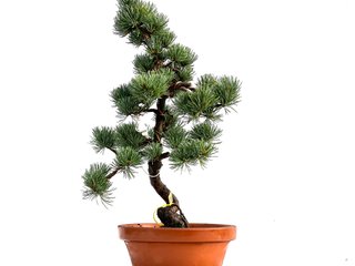 Pinus Pentaphylla 0161 Bonsái