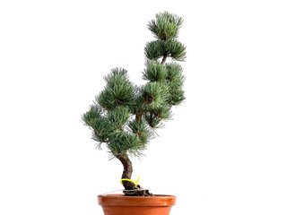 Pinus Pentaphylla 0166 Bonsái