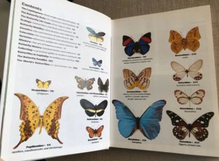 Butterfly World. Mariposas del mundo. Papillons.