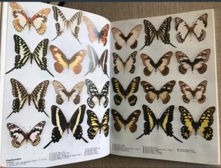 Butterfly World. Mariposas del mundo. Papillons.