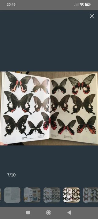 Butterfly World. Mariposas del mundo. Papillons.
