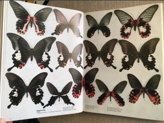 Butterfly World. Mariposas del mundo. Papillons.