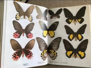 Butterfly World. Mariposas del mundo. Papillons.