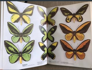 Butterfly World. Mariposas del mundo. Papillons.