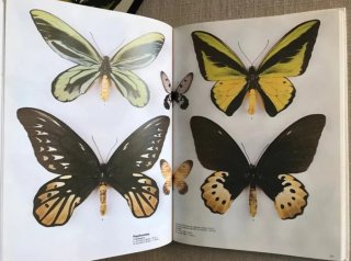 Butterfly World. Mariposas del mundo. Papillons.