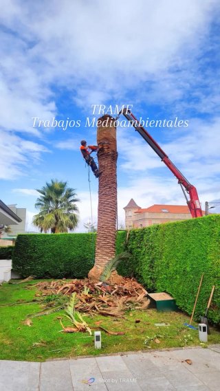 Poda y tala de árboles y palmeras en Asturias