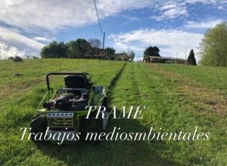 Poda y tala de árboles y palmeras en Asturias