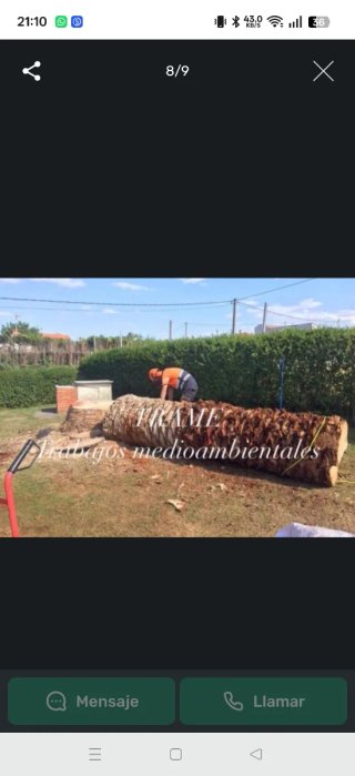 Poda y tala de árboles y palmeras en Asturias