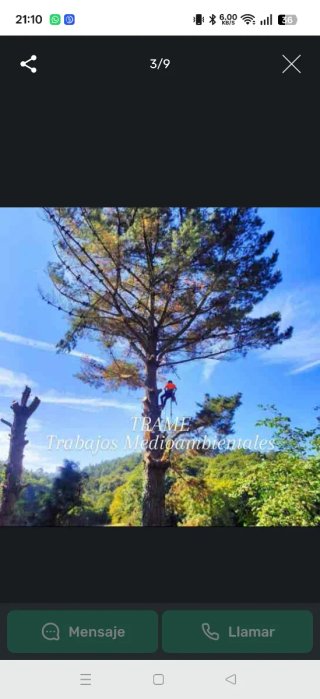 Poda y tala de árboles y palmeras en Asturias