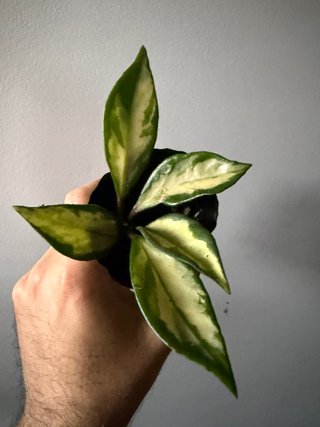 Hoya Carnosa Tricolor Krimson Princess