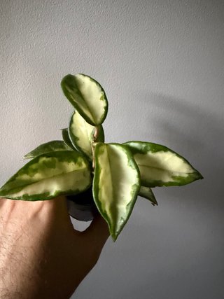 Hoya Carnosa Tricolor Krimson Princess