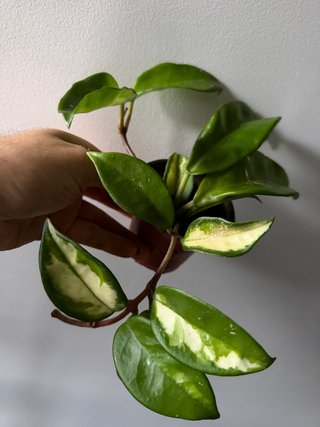 Hoya Carnosa Tricolor Krimson Princess