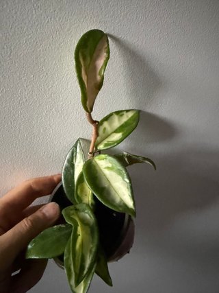 Hoya Carnosa Tricolor Krimson Princess
