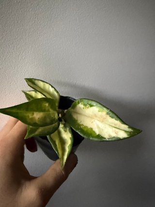 Hoya Carnosa Tricolor Krimson Princess
