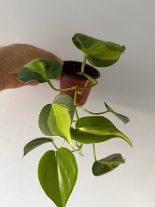 Philodendron Brasil