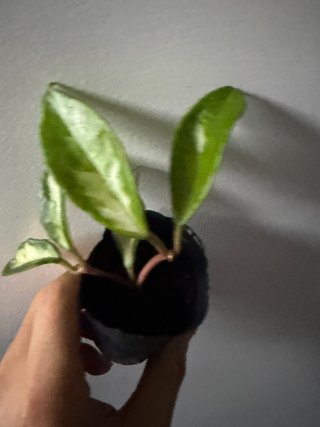 Hoya Carnosa Tricolor Krimson Princess