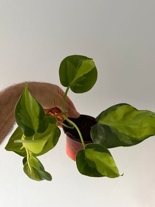 Philodendron Brasil