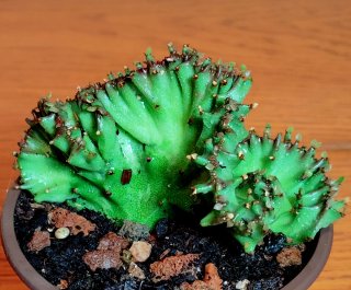 Planta.Euphorbia Lactea Cristata.