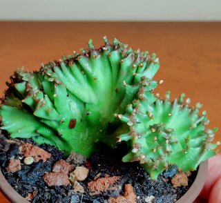 Planta.Euphorbia Lactea Cristata.