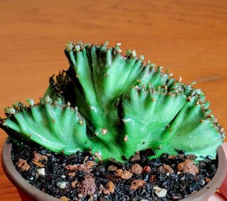 Planta.Euphorbia Lactea Cristata.