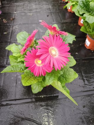 Gerberas de colores