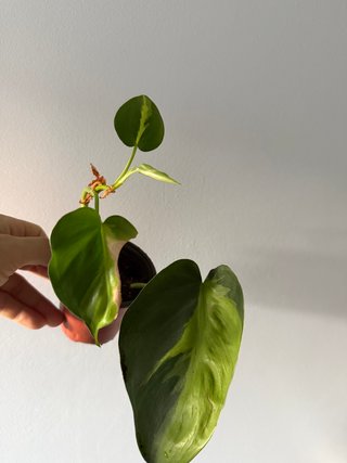 Philodendron brasil