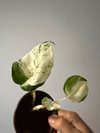 Epipremnum Manjula 2
