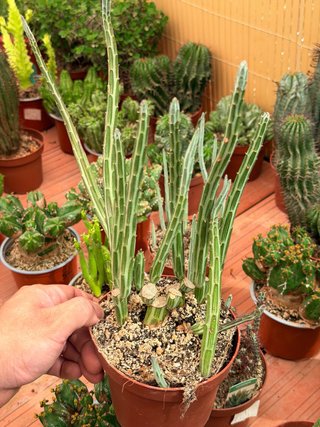 Planta suculenta en maceta 13cm