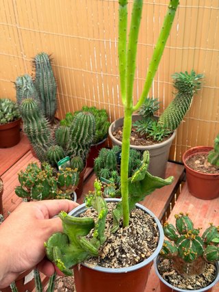 Planta Euphorbia en maceta 13cm