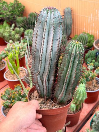 Euphorbia en maceta 13cm