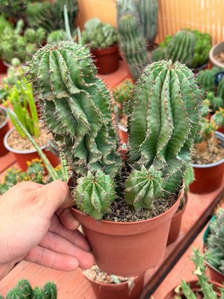 Euphorbia en maceta 13cm