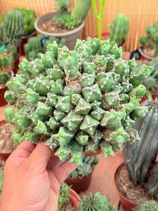 Euphorbia en maceta 13cm