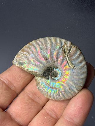 Fosil Ammonite Cleoniceras Natural