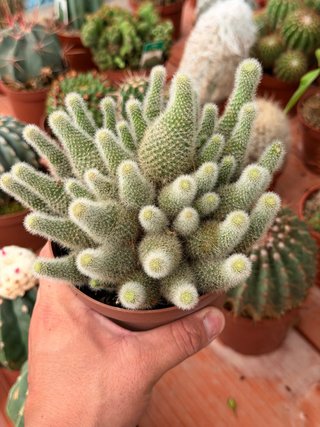 Cactus en maceta 13cm