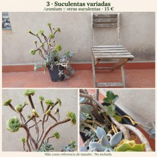 Plantas grandes en maceta · Desde 15 €