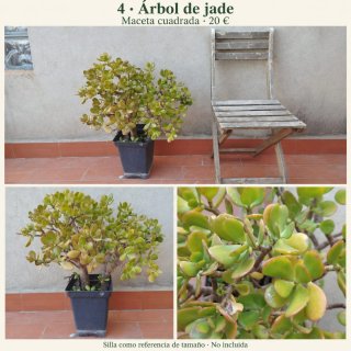 Plantas grandes en maceta · Desde 15 €