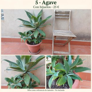 Plantas grandes en maceta · Desde 15 €