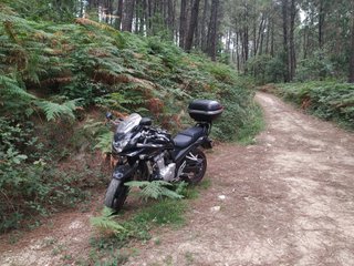 Suzuki Bandit GSF 650S 2008 APTA - A2
