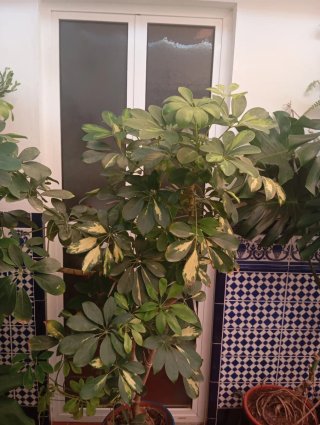 Planta  Schefflera Gran tamaño