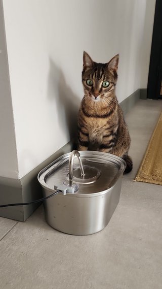 ¡Cuidado con amor para tu gato en Murcia!
