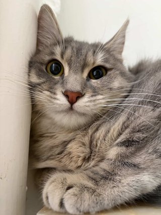 ¡Cuidado con amor para tu gato en Murcia!