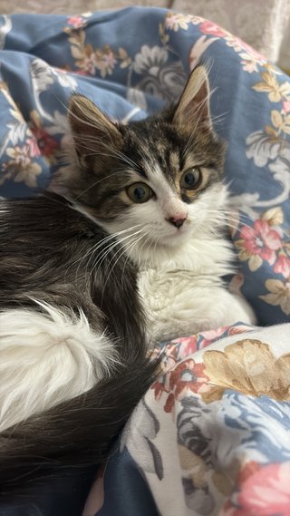 ¡Cuidado con amor para tu gato en Murcia!