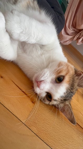 ¡Cuidado con amor para tu gato en Murcia!