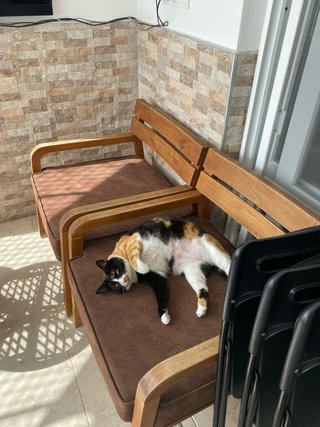 ¡Cuidado con amor para tu gato en Murcia!