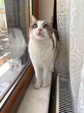 ¡Cuidado con amor para tu gato en Murcia!